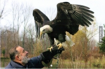 Visited my    years old grandfather cottage did not know he got a huge bald eagle